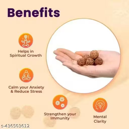 100% Original Nepali Five Faced | 5 Faced | 5 Mukhi Rudraksha | Paanch Mukhi Rudraksha